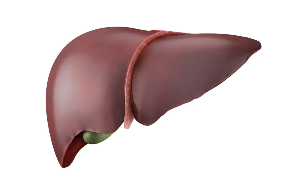 Healthy Liver